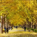 은행나무길 이미지