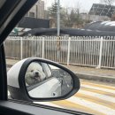 옥천원할인마트 | 충북 애견동반 독채 펜션 내돈내산 후기 [리스테이 옥천] 리하우스