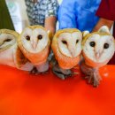 금주 야생동물 사진: 고아 올빼미, 상어 삼인조, 우물 속의 말코손바닥사슴 이미지