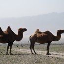 낙타 이미지