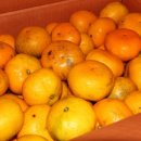 경빈농장 이미지