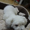 퍼피프린스 | 디얼퍼피, 강아지집, 강아지방석, 디얼퍼피 분리형 침대, 브라운 프린스 2탄