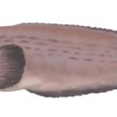 할매곰치국