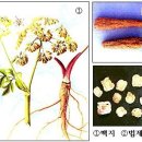 편백지