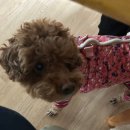 O.R 치과기공소 | 우리 두쫀쿠 하루에 세개씩 먹을 수 있는 부자가 되자