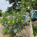 대봉농장 이미지