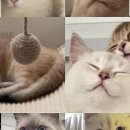 냥이 주택 이미지