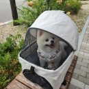 세라목장 | 신시가지양꼬치 진1926 / 부안 신생반점 / 고창 상하목장수영장 / 전주 애견미용 벨라펫 내돈내산 후기]