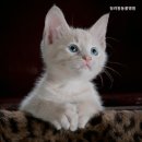 청려원동물병원 이미지