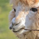 알파카월드 이미지