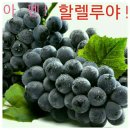 포도나무 네이버블로그