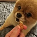 강남애견백화점 이미지