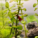 광명 꽃 수족관 이미지