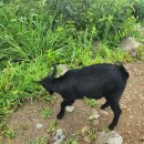 철문봉 Daum카페