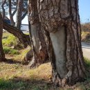 송진농장 이미지