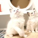 요미 | 일산고양이분양, 어디서 해야 후회 없을까? 요미펫 솔직 후기!