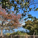 서호잔디광장 | 2025 런앤썸 수원 페스티벌 참가 후기 (@서호잔디광장)