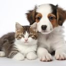 강아지와고양이 네이버블로그