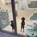 하이!털찌니들 이미지