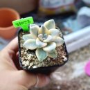 살구미농장 이미지