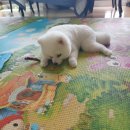 박꽃순펫미용 이미지