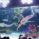 레고닥터B | 코엑스 아쿠아리움 동물의 숲 인어공주 공연 후기