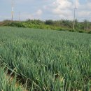 왕궁중학교 이미지