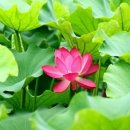 연잎차의 효능 및 부작용 이미지