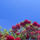 장미미소약국 이미지