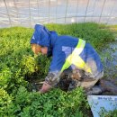 쌍용농장 이미지