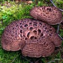 능이백숙 향계 이미지