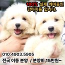 버디독 강아지분양 고양이분양 안심분양센터 광명점 이미지