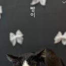 이츠펫 살롱 이미지