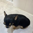 봉그루밍 이미지