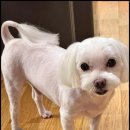 주니베베 이미지