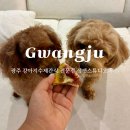 샘펫스튜디오 이미지