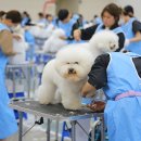 뷰티반려문화 이미지