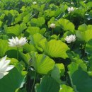 무안낙지 이미지