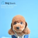 코디애견샵 이미지