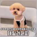힐링퍼피 | [창원/애견미용] 창원 강아지 미용 잘하는곳 추천! 중동 어반브릭스 ‘테일러퍼피’ 가위컷 후기