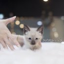 코네이스 이미지