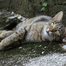 사)대한노인회 | 강릉에서 성공적인 보청기 선택을 위한 필수 팁