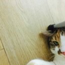 애드펫동물병원 이미지