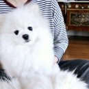 대림애견 이미지