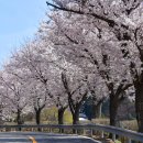 신양 벚꽃길 이미지