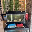 GS25 용인양지점 | 여름 보양식 능이삼계탕 맛집 '용인 능이향' 양지 본점