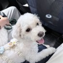 강아지를 부탁해 | 시흥 레인바우 애견카페｜서울 근교 강아지 놀이터 추천🐶