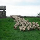 주주목장 이미지