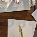 봄맞이 꽃그림 보태니컬 아트 | 경기광주역 근처 보태니컬아트 수업 후기｜공간서행 4회차 꽃그림 클래스