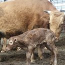 야곱한우농장 이미지